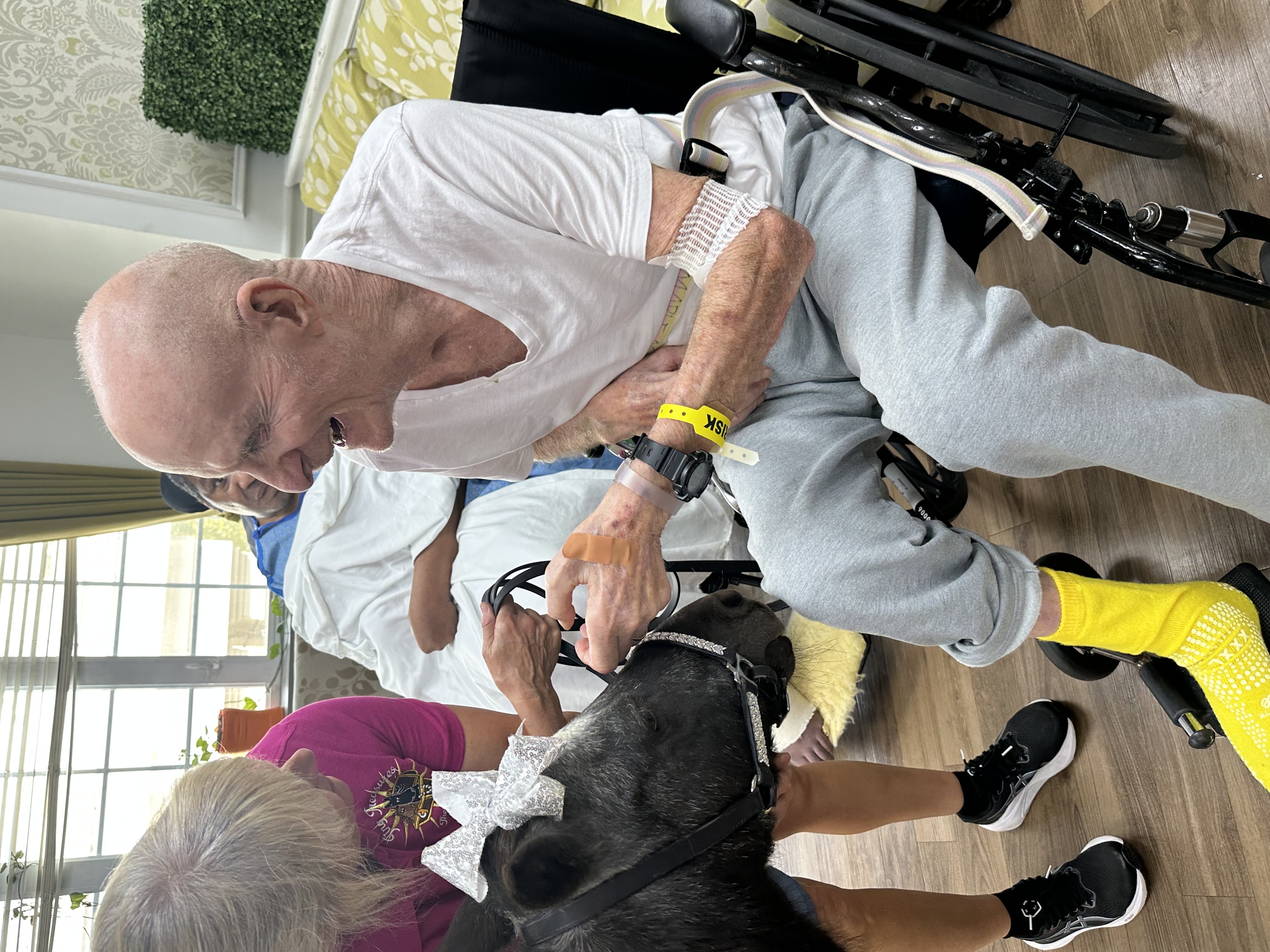 horse, man, wheelchair