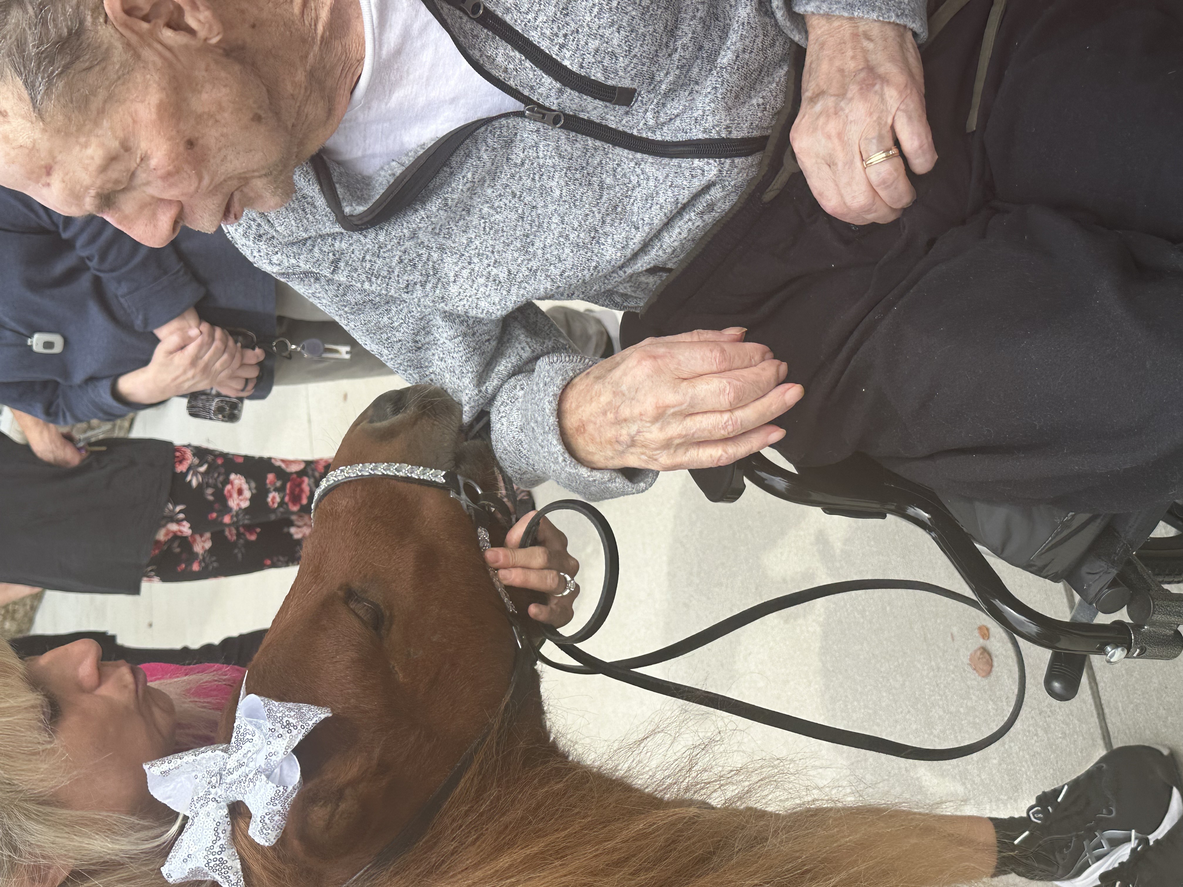 horse and man outside